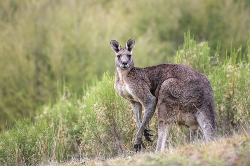 byron bay - Your Ultimate Byron Bay Travel Guide Kangaroo in Australia