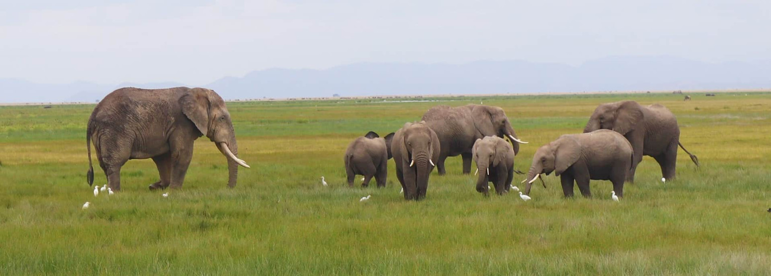 Amboseli National Park - Experiencing the Amboseli National Park of Kenya