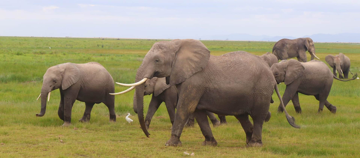 Amboseli National Park - Experiencing the Amboseli National Park of Kenya Amboseli National Park - Experiencing the Amboseli National Park of Kenya