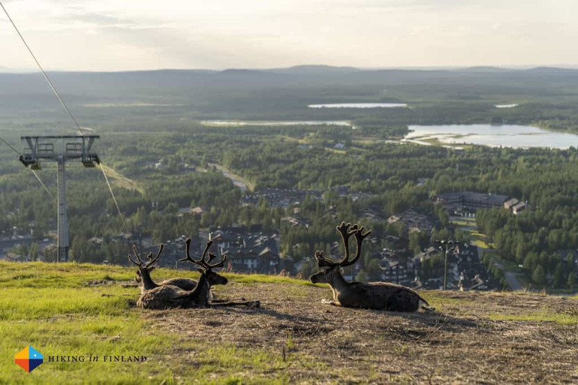 Reindeer chilling in the Evening Sun in Levi, Lapland, Finland.