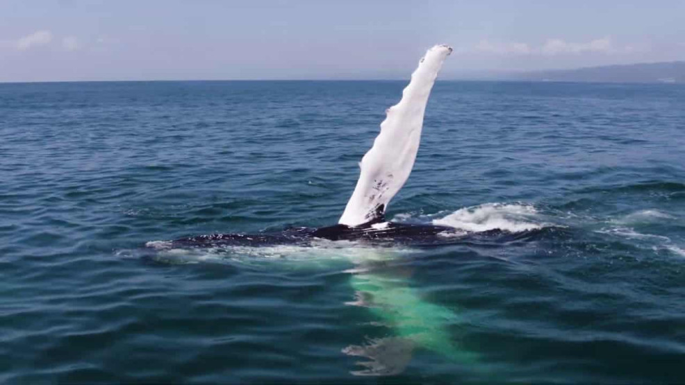 Whales in Samaná Bay - The Enchanting Migration of Humpback Whales in Samaná Bay, Dominican Republic Swim with whales in Punta Cana, Dominican Republic.