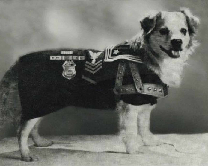 Battleship USS Iowa Museum - How to Get Tickets to the Battleship USS Iowa Museum Vicky, the dog of the USS Iowa.
