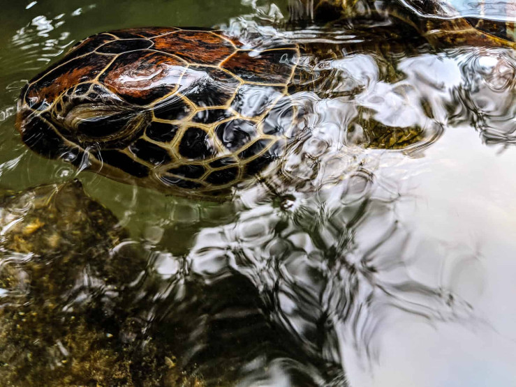 Nungwi in Zanzibar - Uncovering the Hidden Gems of Stunning Nungwi in Zanzibar Turtle at Mnarani Natural Aquarium in Nungwi, Zanzibar, Tanzania.