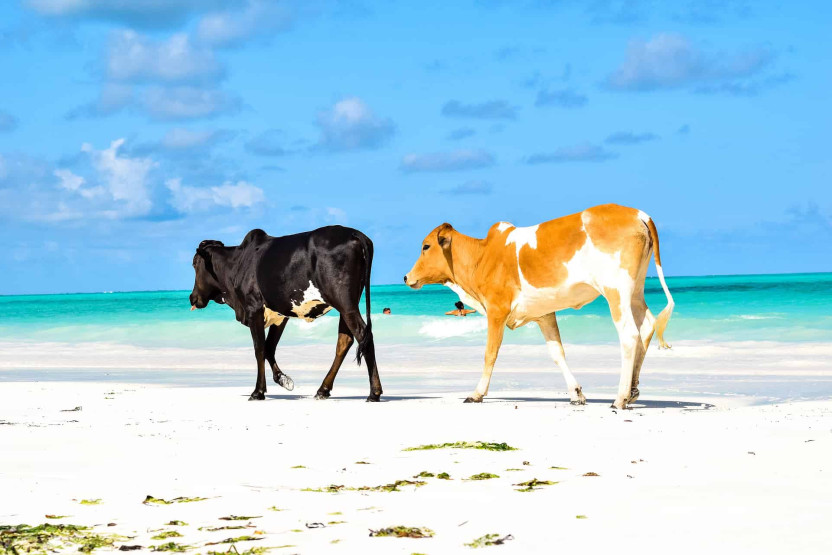 Nungwi in Zanzibar - Uncovering the Hidden Gems of Stunning Nungwi in Zanzibar Two cows at the beach in Nungwi, Zanzibar, Tanzania.