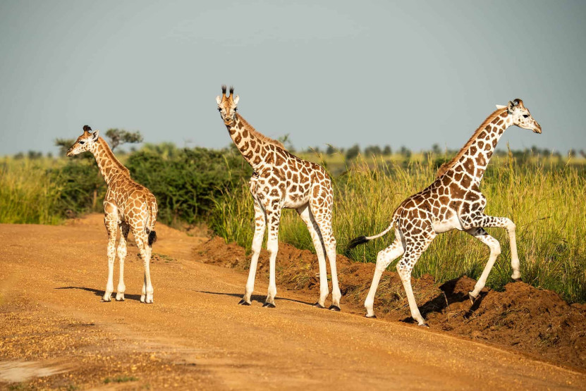 Safari in Uganda - Things To Do on a Safari in Uganda Safari in Uganda - Things To Do on a Safari in Uganda