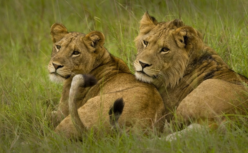 Safari in Uganda - Things To Do on a Safari in Uganda Safari in Uganda - Things To Do on a Safari in Uganda