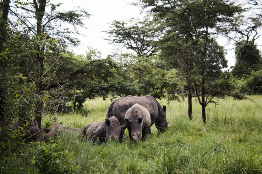 Safari in Uganda - Things To Do on a Safari in Uganda Rhinos in Uganda