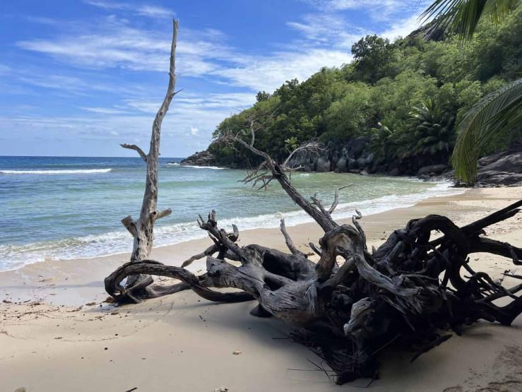 seychelles travel tips - Top Seychelles Travel Tips: Not to Miss Islands and Beaches Washed up tree on the way to Anse Cabot, Seychelles.