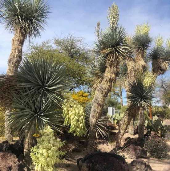 free things to do in las vegas - Free Things to Do in Las Vegas for Unforgettable Experiences Botanical Garden at the Ethel M Chocolate Factory in Las Vegas, USA.