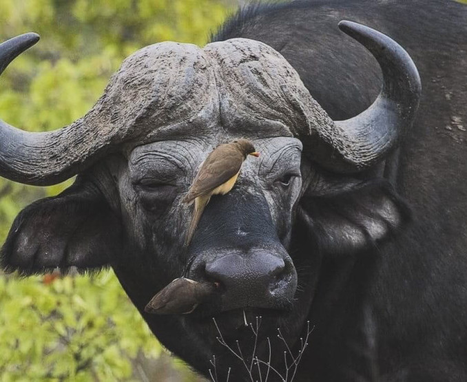 Mosi-oa-Tunya National Park - Discover the Rhinos of Mosi-oa-Tunya National Park Mosi-oa-Tunya National Park - Discover the Rhinos of Mosi-oa-Tunya National Park