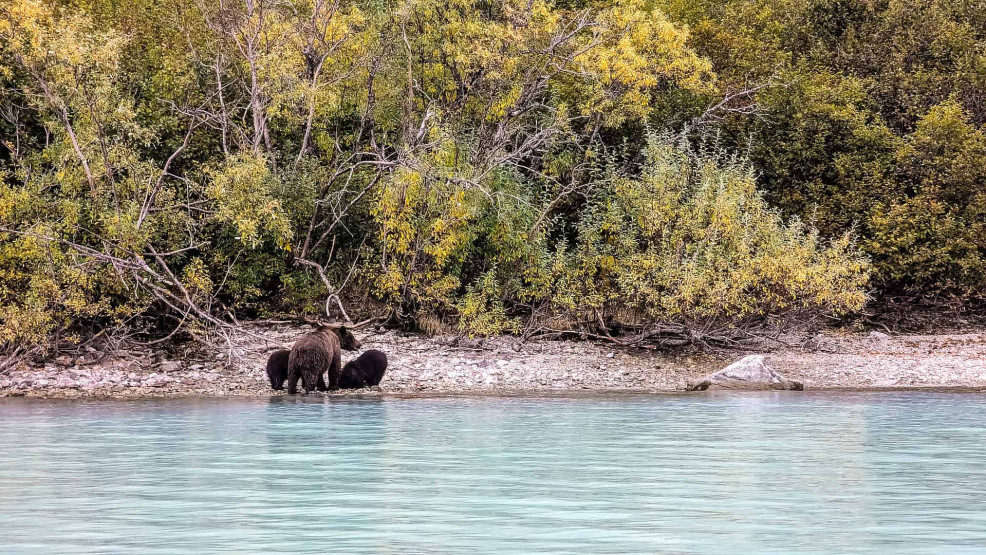 - Soar Over Spectacular Landscapes: Your Guide to Bear Viewing in Alaska Bears feeding her cubs at the Redoubt Mountain Lodge in the Lake Clark National Park and Preserve in Alaska.