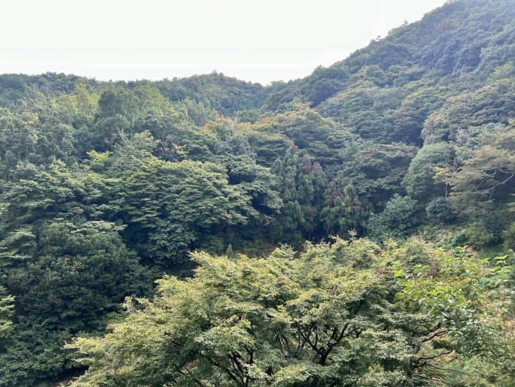 Travel Tips for Tokyo and Kyoto - Top Travel Tips for Tokyo and Kyoto Green Arashyama district in Kyoto, Japan.