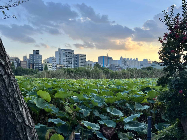 Travel Tips for Tokyo and Kyoto - Top Travel Tips for Tokyo and Kyoto Lotus pond in Ueno Park in Tokyo, Japan.