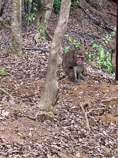 Travel Tips for Tokyo and Kyoto - Top Travel Tips for Tokyo and Kyoto Monkey in Arashyama Monkey Park in Kyoto, Japan.