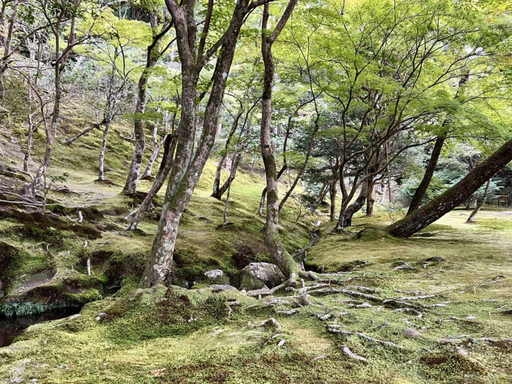 Travel Tips for Tokyo and Kyoto - Top Travel Tips for Tokyo and Kyoto Moss-covered garden at the Ginkaku-ji temple in Kyoto, Japan.