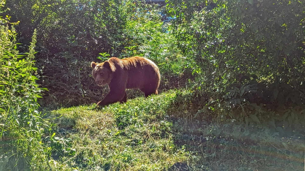 Large bear at the Bear Sanctuary Belitsa, Bansko, Bulgaria.