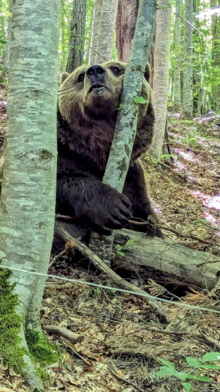 400 kilo bear at the Bear Sanctuary Belitsa, Bansko, Bulgaria.