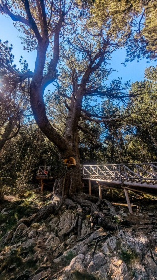 Baikushev’s Pine in Pirin National Park, Bansko, Bulgaria.