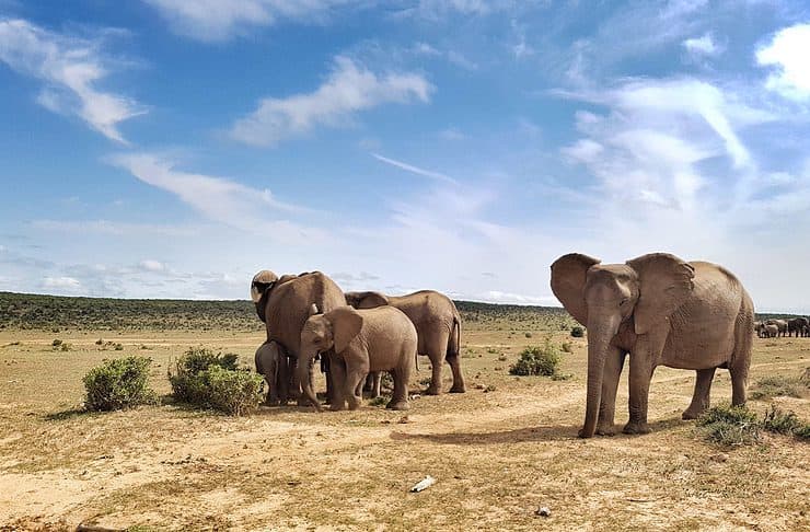 African Big Five Safari: Lion, Elephant, Rhinoceros, Leopard and Buffalo At the water hole - Addo Elephant National Park, South Africa
