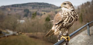 Lauenstein Castle Falconry Show in the Ore Mountains Erzgebirge Lauenstein Castle Falconry Show.