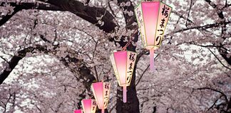 Hanami: Celebration of Cherry Blossoms in Japan - Homepage - Travel Dudes