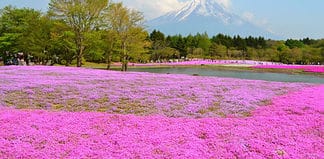Unmissable Japanese Experiences Mount Fiji with the shibazakura flowers, Japan