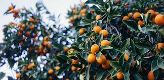 Vietnamese Tree Tradition for Tet, Lunar New Year Vietnamese new year traditions - the kumquat tree