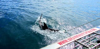 Great White Shark Cage Diving in South Africa Shark cage diving with Marine Dynamics, Gansbaai