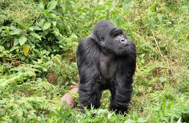 A Guide to Gorilla Trekking in Uganda & Rwanda Things to know about gorillas
