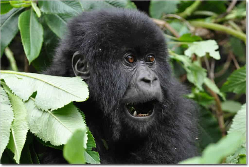 Gorilla trekking in Uganda and Rwanda