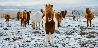 Iceland for Kids: Tips and Activities Icelandic horses