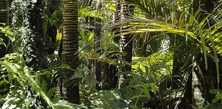 Taking on the Amazon Challenge with Large Minority Large Minority Amazon Challenge in Colombia