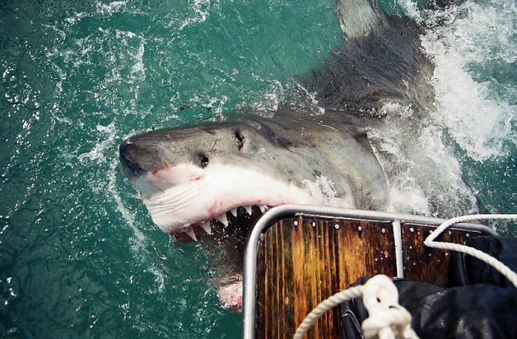 Top Shark Cage Diving Hotspots in the World Shark cage diving in Gansbaai, South Africa