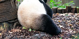 Chengdu Attractions & Reasons to Visit Chengdu Chengdu Research Base of Giant Panda Breeding
