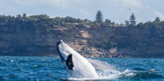 Best Time Of Year to go Whale Watching in Sydney Whale jumping out of the water during a Sea Monkey Sailing whale tour in Sidney, Australia.
