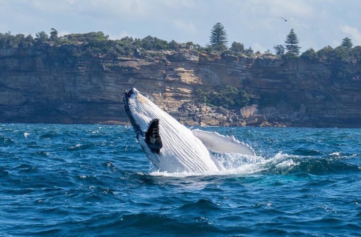 Best Time Of Year to go Whale Watching in Sydney Whale jumping out of the water during a Sea Monkey Sailing whale tour in Sidney, Australia.