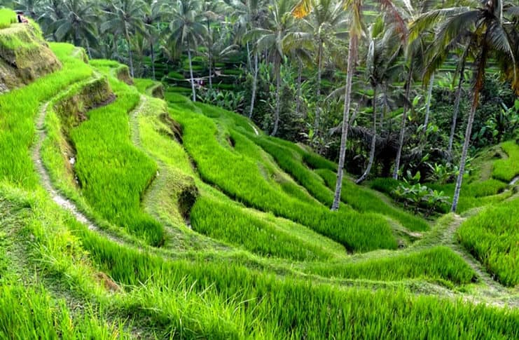 Things to Do in Ubud + What to Eat Rice terraces of Tegalalang, Ubud
