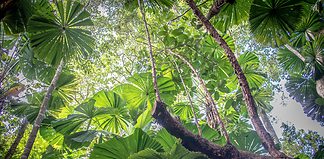 Things to do in the Daintree Rainforest Things to do in the Daintree Rainforest, Australia