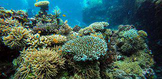 Snorkeling on the Great Barrier Reef snorkeling on the great barrier reef, Australia