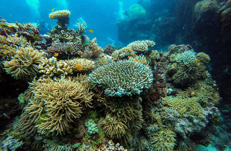Snorkeling on the Great Barrier Reef snorkeling on the great barrier reef, Australia