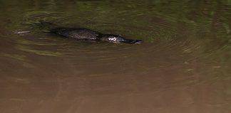 Where to Find Platypus in New South Wales Australian platypus, Australia