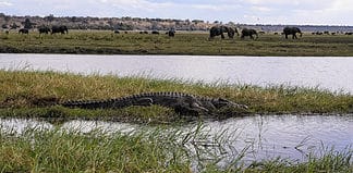 A Thrilling Day Trip to Chobe National Park, Botswana Experiencing a Chobe River Cruise