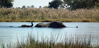 Botswana Landscapes: A Land of Environmental Riches, National Parks and Game Reserves Botswana landscapes