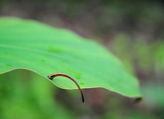 How to Avoid Leeches in the Borneo Rainforest How to avoid leeches