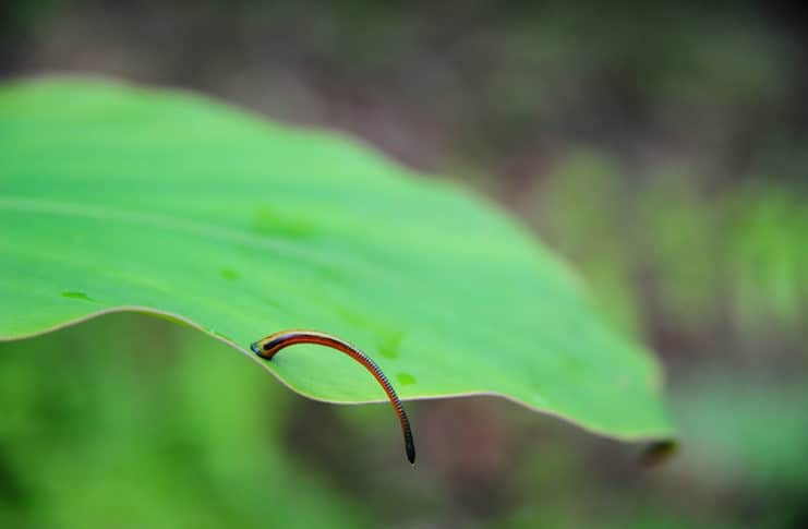 How to Avoid Leeches in the Borneo Rainforest How to avoid leeches
