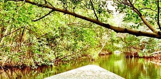 Discovering the Natural History of Trinidad and Tobago Mangroves in Trinidad and Tobago