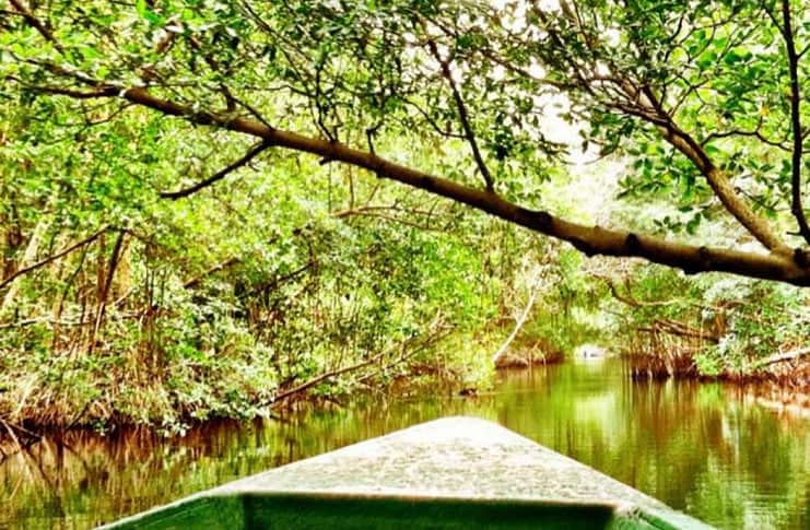 Discovering the Natural History of Trinidad and Tobago Mangroves in Trinidad and Tobago