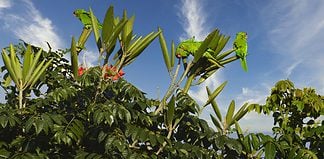 Tips for Bird Watching in Costa Rica Parakeets in Costa Rica