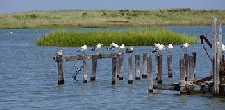 A Guide to the Virginia Birding & Wildlife Trail Virginia wildlife & birding trail, USA