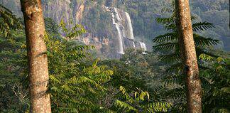 The Fantastic Treefrog in the Udzungwa Mountains National Park Udzungwa Mountains National Park in Tanzania